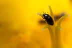 Tiny Pollen Beetle - 40d05649