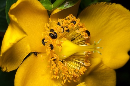 Tiny Pollen Beetles - 40d05425