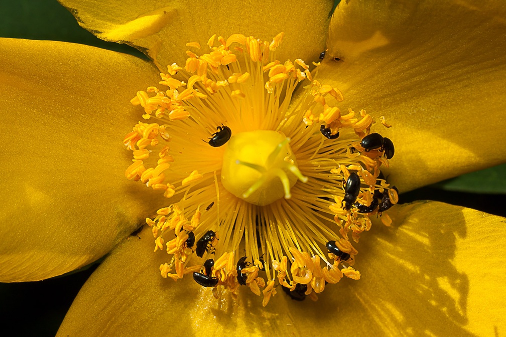 Tiny Pollen Beetles - 40d05423