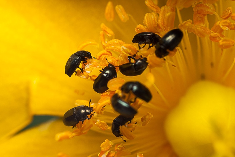 pollen-beetles-l60-g-40d05440