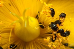 Tiny Pollen Beetles - 40d05460