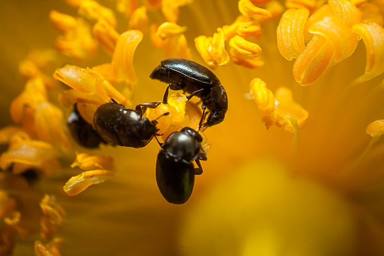Tiny Pollen Beetles - 40d05556
