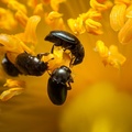 Tiny Pollen Beetles - 40d05556