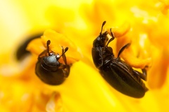 Tiny Pollen Beetles - 40d05636