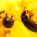 Tiny Pollen Beetles - 40d05636