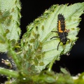 Harlequin Ladybird Larva - 40d05689