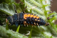Harlequin Ladybird Larva Macro - 40d05709