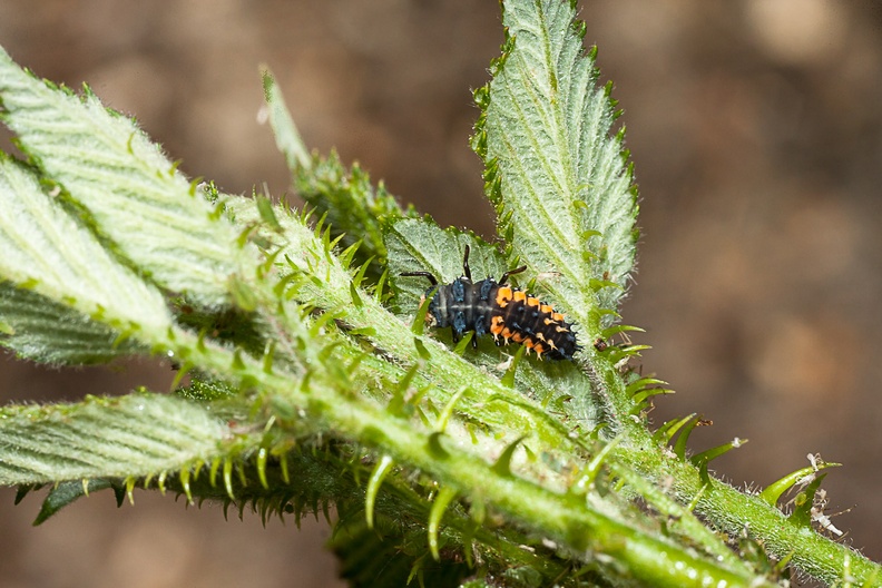 ladybird-larva-l60-g-40d05681.jpg
