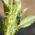 Harlequin Ladybird Larva - 40d05680