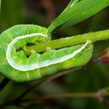Angle Shades Moth Caterpillar - 40d05741