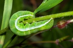 Angle Shades Moth Caterpillar - 40d05741