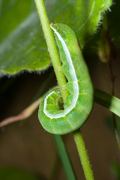 moth-caterpillar-l60-g-40d05739.jpg