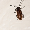beetle-l60-g-40d05778.jpg