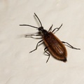 beetle-l60-g-40d05780.jpg
