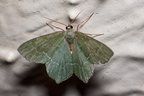 Common Emerald Moth - 40d05775