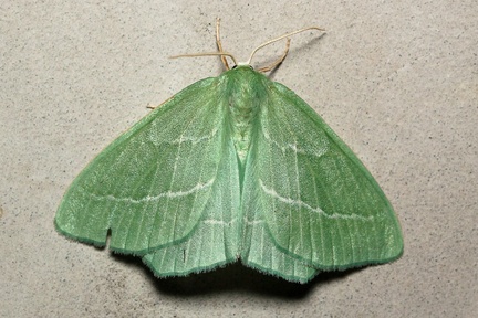 Small Emerald Moth - 400d7262