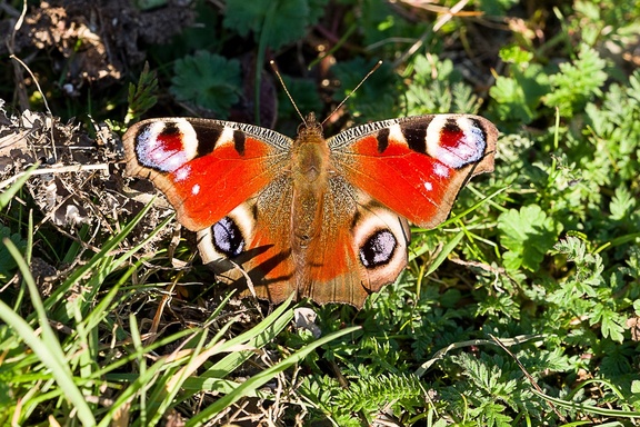 Peacock Butterfly - pk110187