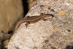 Viviparous Lizard - pk110111