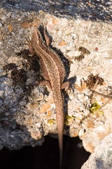 Viviparous Lizard - pk110176