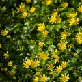 Lesser Celandine Flowers - pk110194