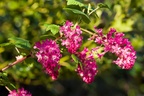 Flowering Currant - pk110197