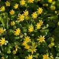 Lesser Celandine Flowers - pk110193