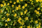 Lesser Celandine Flowers - pk110193