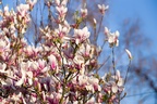Magnolia Blossom - pk110291