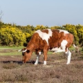 Cow with an Itch - pk110236