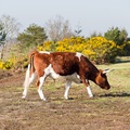 Cow Walking by Gorse Flower - pk110268