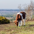 Cow in Landscape - pk110274