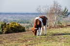 Cow in Landscape - pk110274