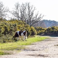 Cow and magpie in Heathland Landscape - pk110255