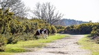 Cow and magpie in Heathland Landscape - pk110255