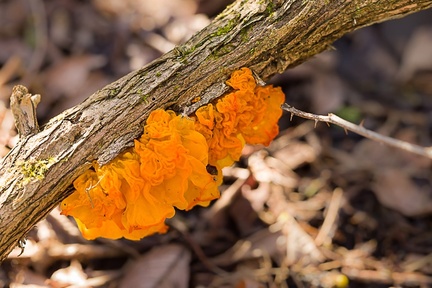 Witch's Butter Fungus - pk110214