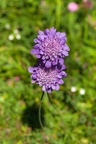 Small Scabious Flowers - 40d11709