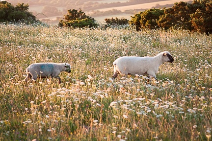 Sheep in Meadow - 40d11647