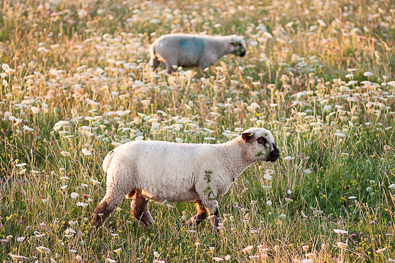 swanage-sheep-cz85-g-40d11648.jpg