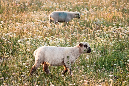 Sheep in Meadow - 40d11648