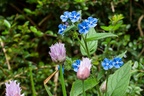 Alkanet and Chive Flowers - 400d9794