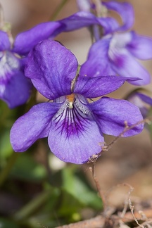 Viola riviniana - Dog violet flower - 40d03237