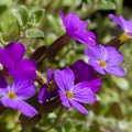 Purple Rock Cress Flowers - 40d-03107