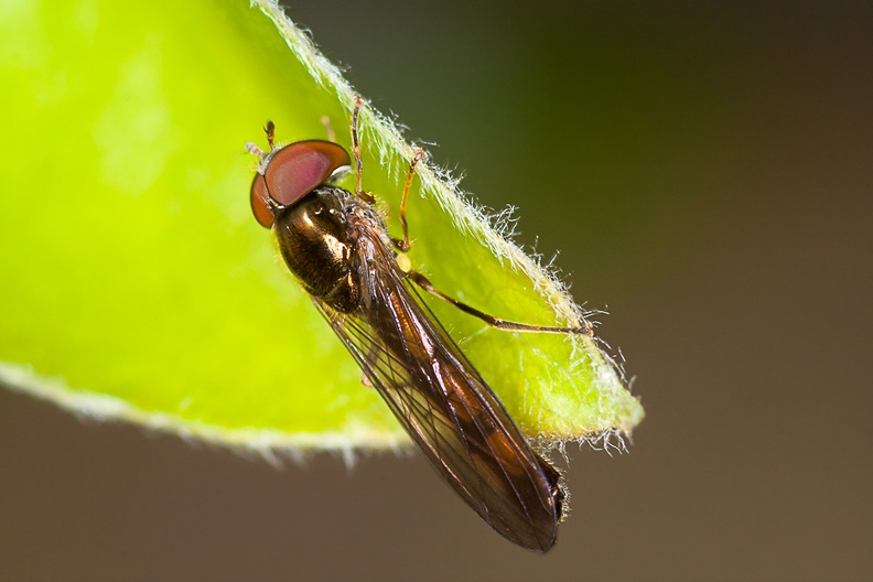 hoverfly-sp90x2-g-40d03348.jpg