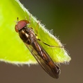 Chequered Hoverfly - 40d03348