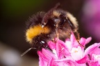 Bumblebee - 40d03354