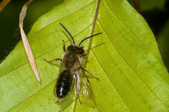 Mining bee (Andrena)  - 40d03381