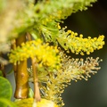 Willow Catkin - 40d03418