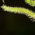 Willow Catkin - 40d03423
