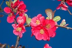 Japanese Quince Flowers - 40d03570