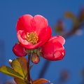 Japanese Quince Bloom - 40d03476